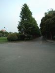树 松树