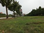 绿树 草地