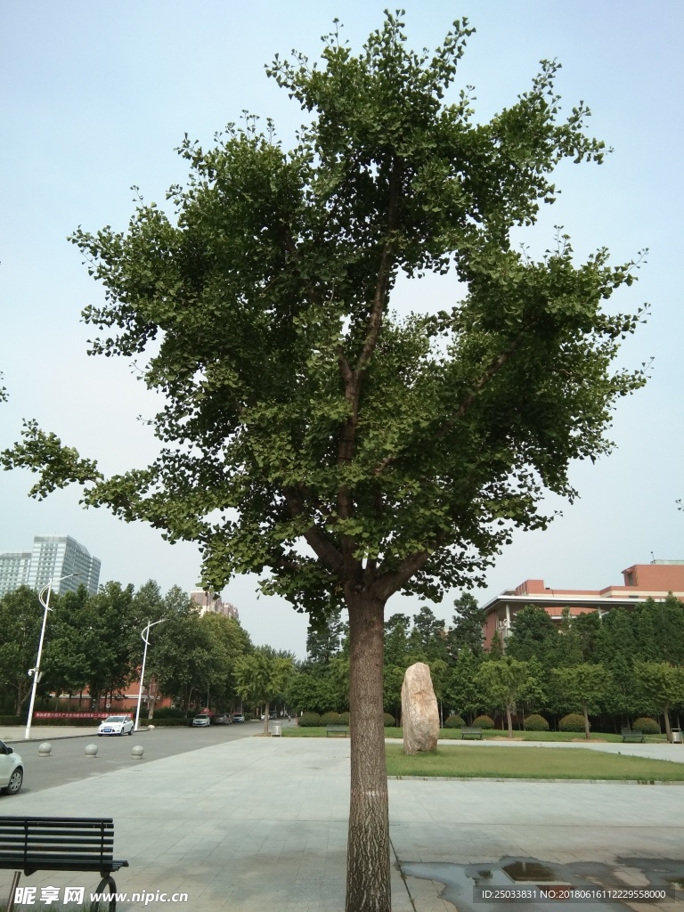 银杏树