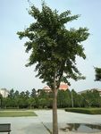 银杏树