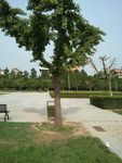银杏树