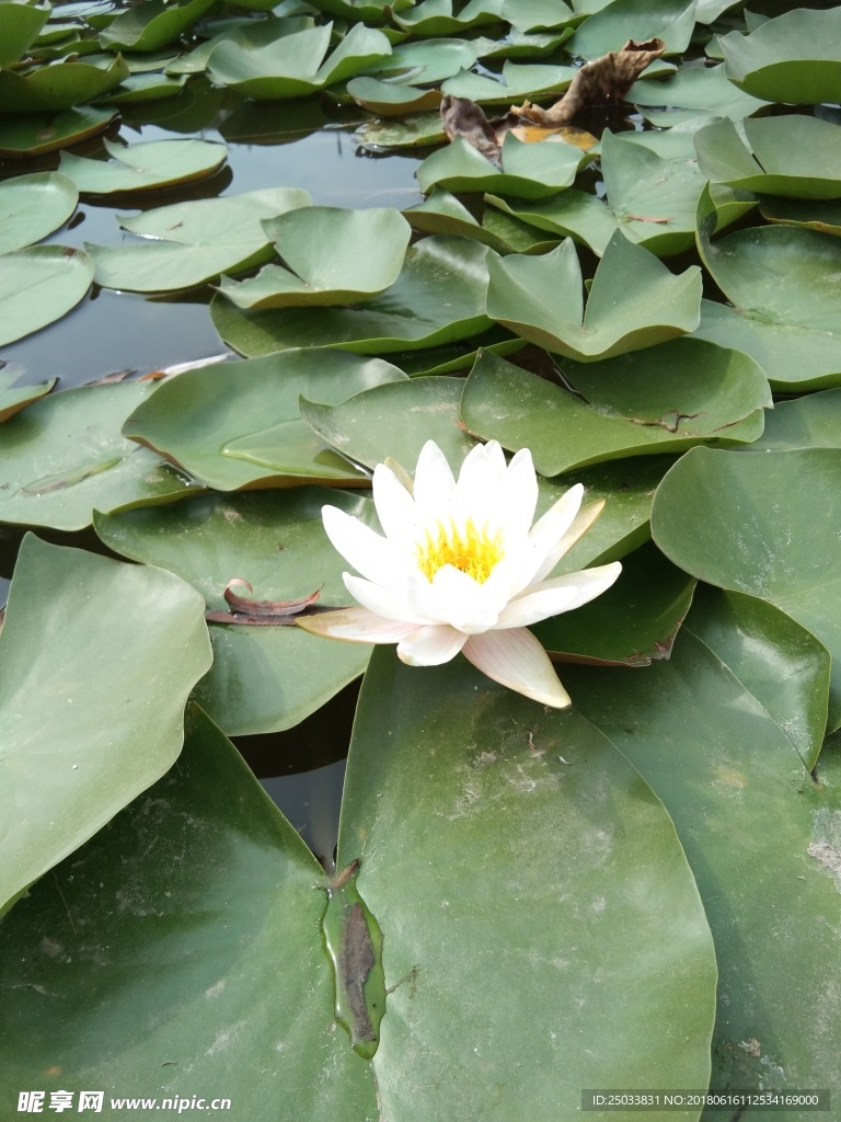 睡莲