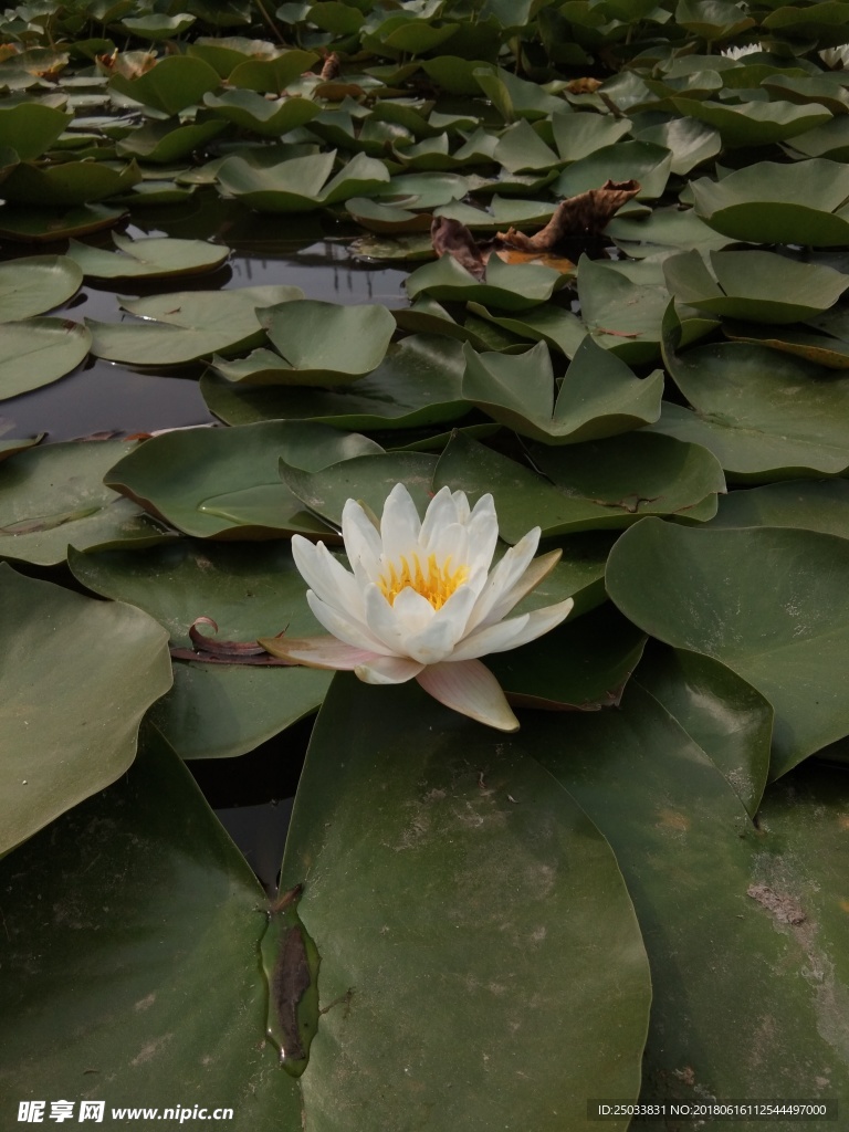 睡莲