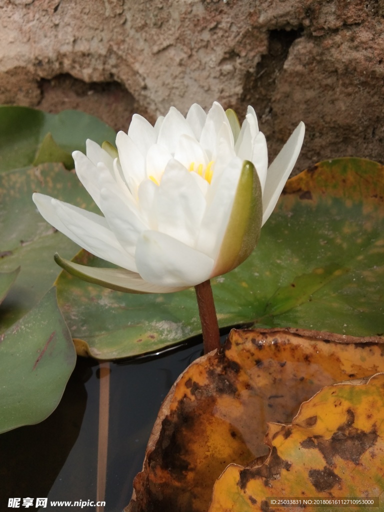 睡莲