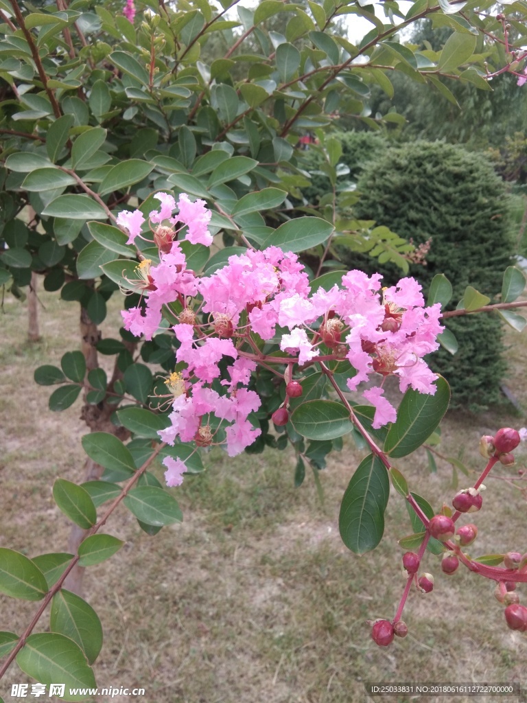 粉红色花朵