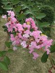 粉红色花朵