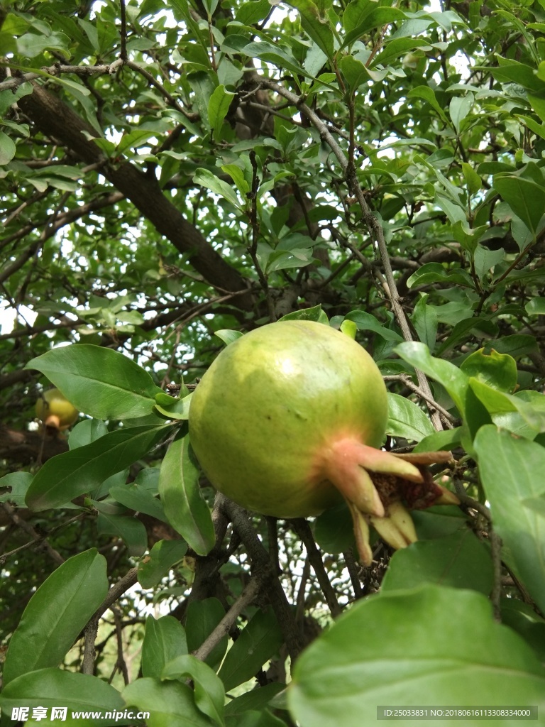 石榴
