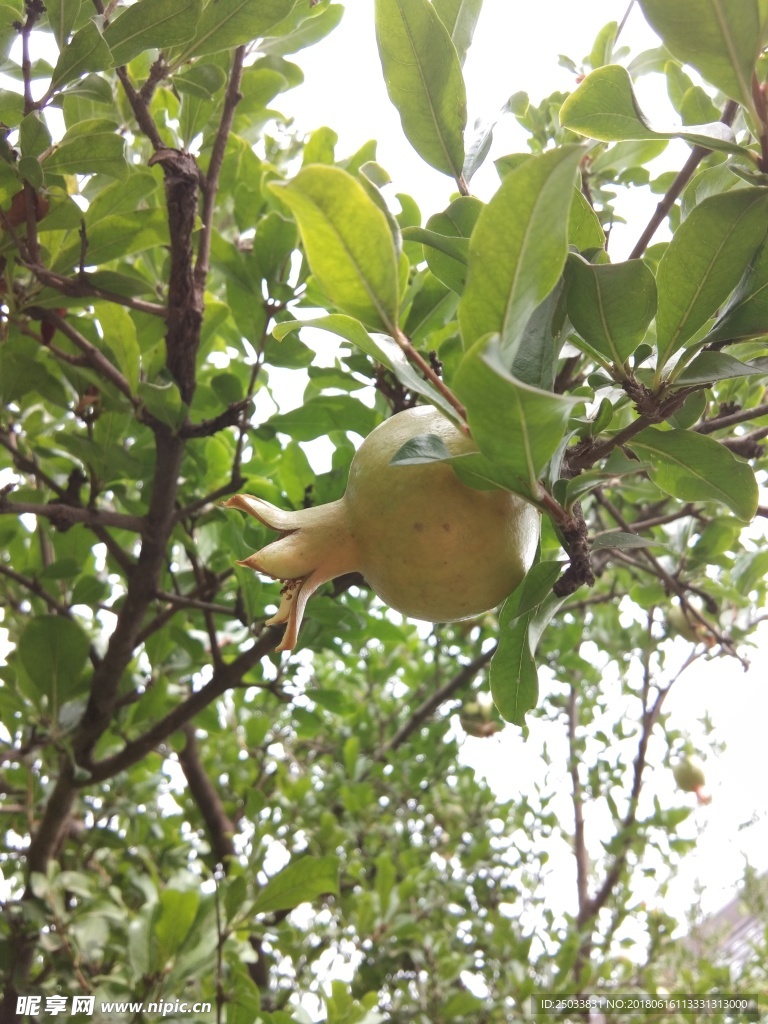 石榴