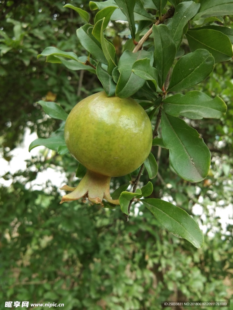 石榴