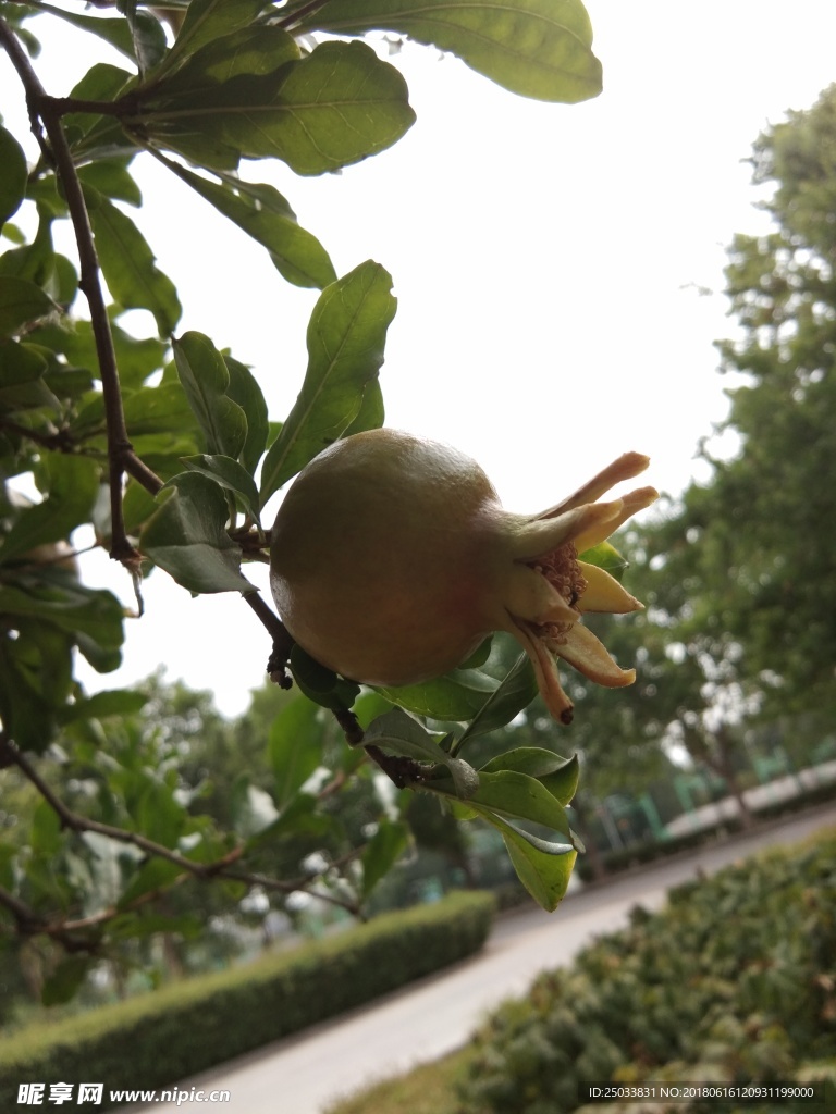 石榴