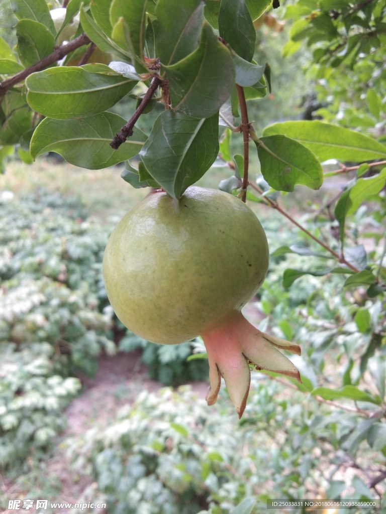 石榴