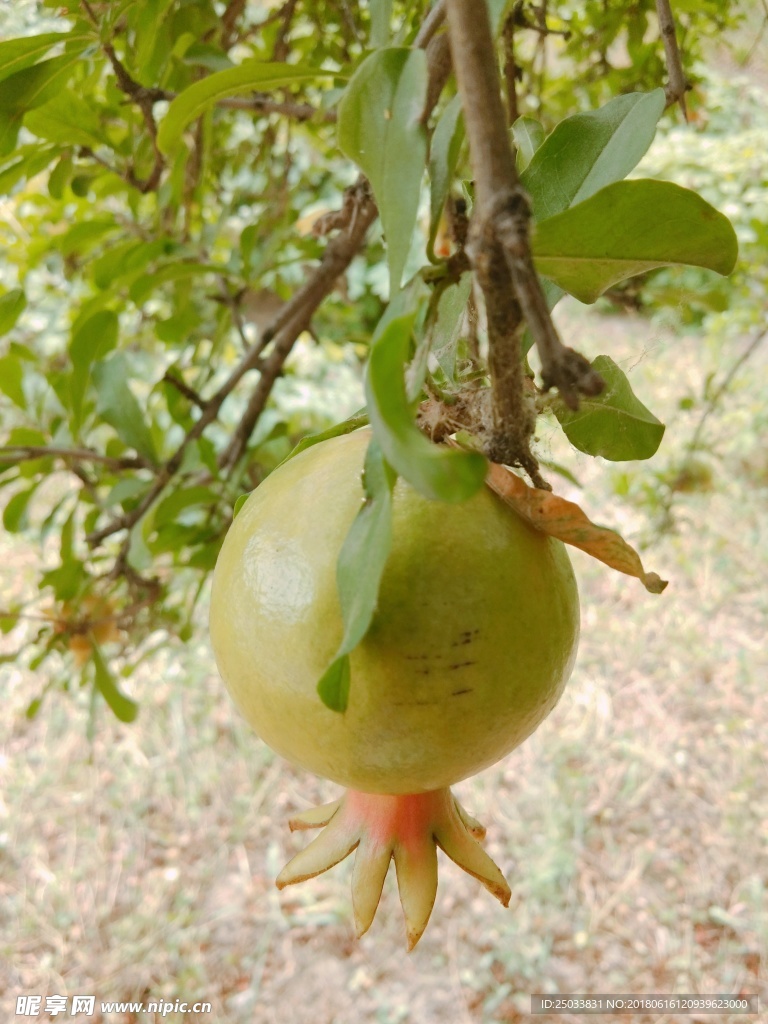 石榴
