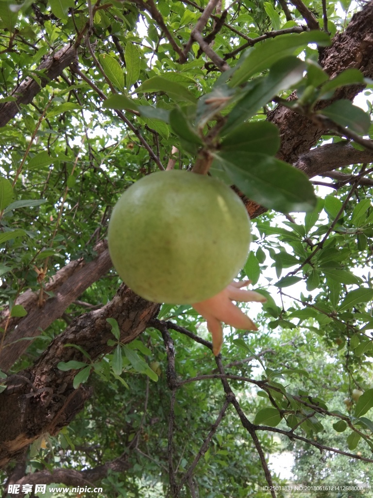 石榴