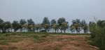 绿树   树林