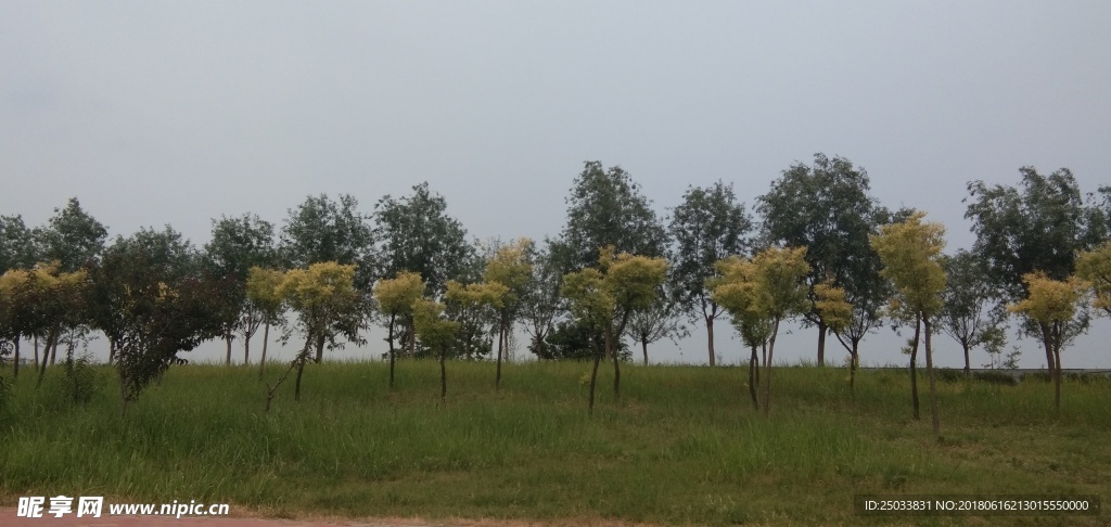 绿树