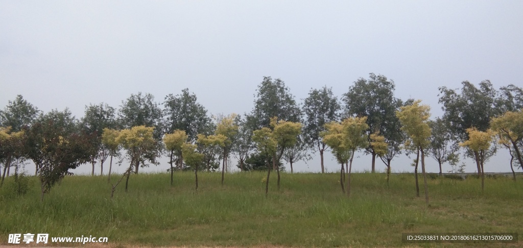 绿树