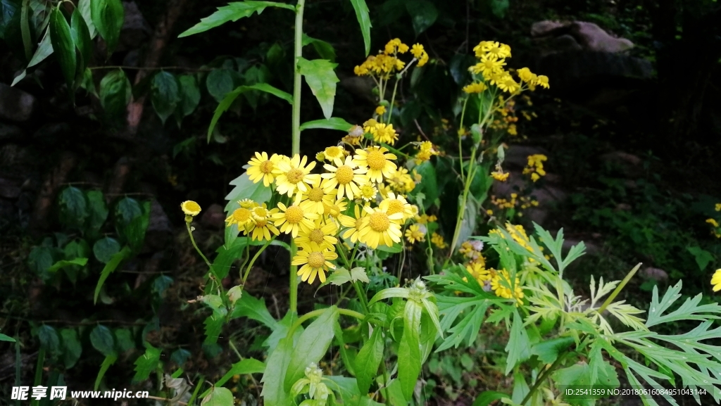 黄色野花