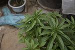 芍药