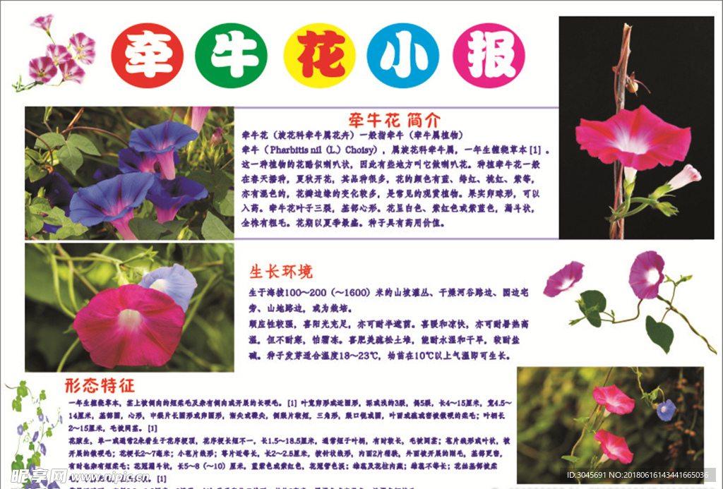 牵牛花小报