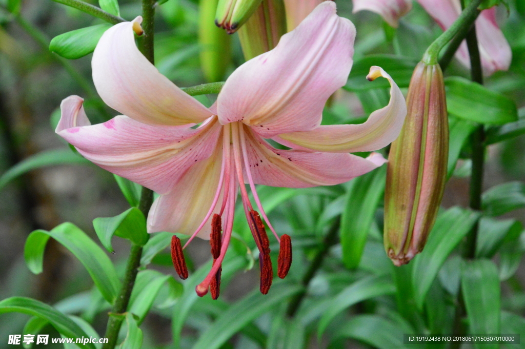 百合花