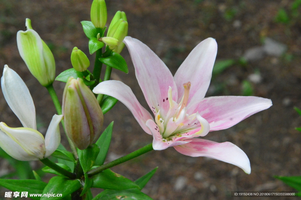 百合花
