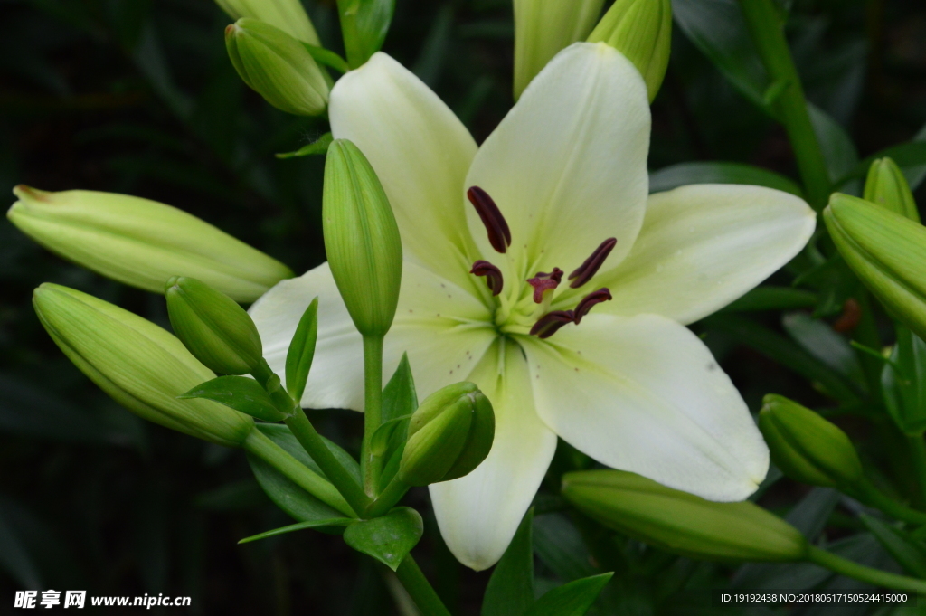 百合花