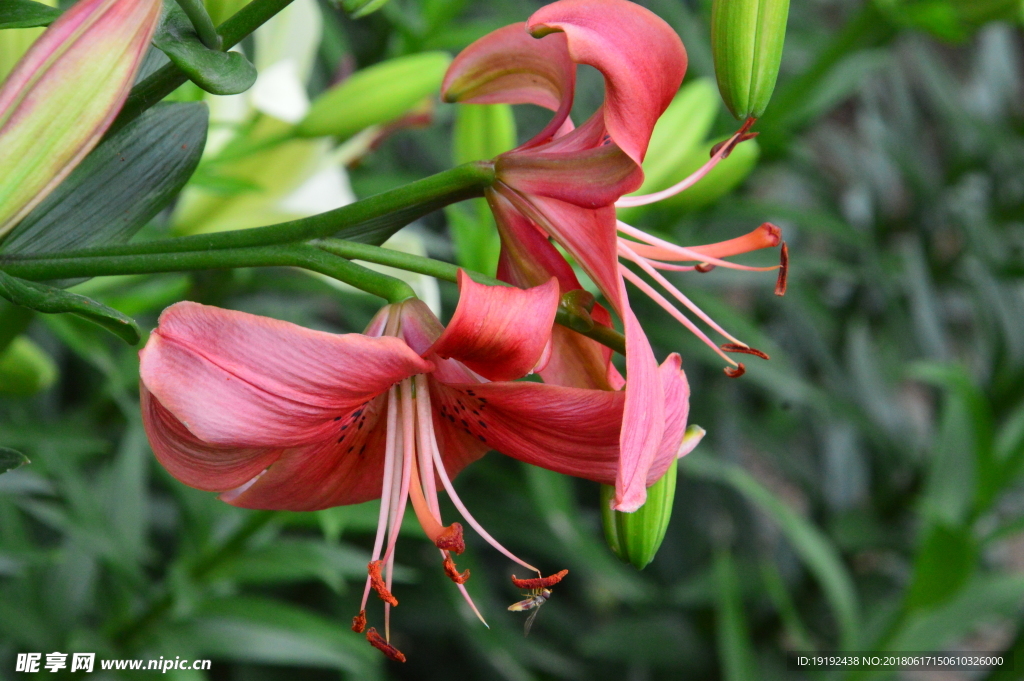 百合花