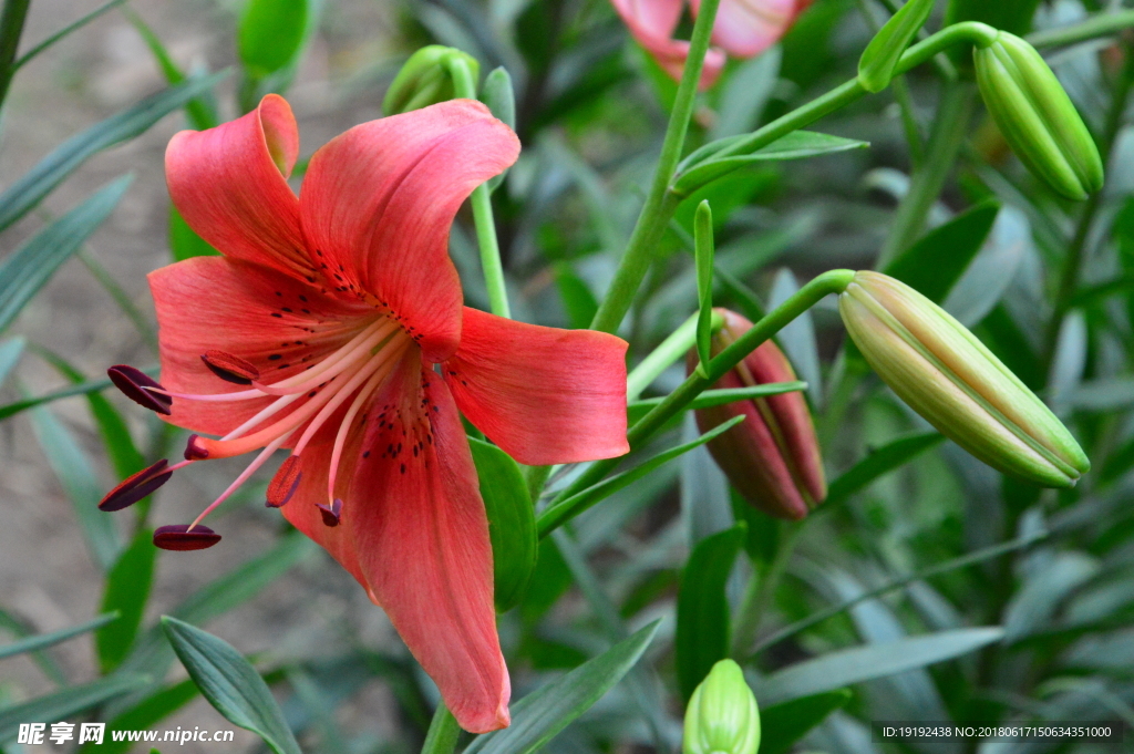 百合花
