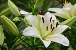 百合花