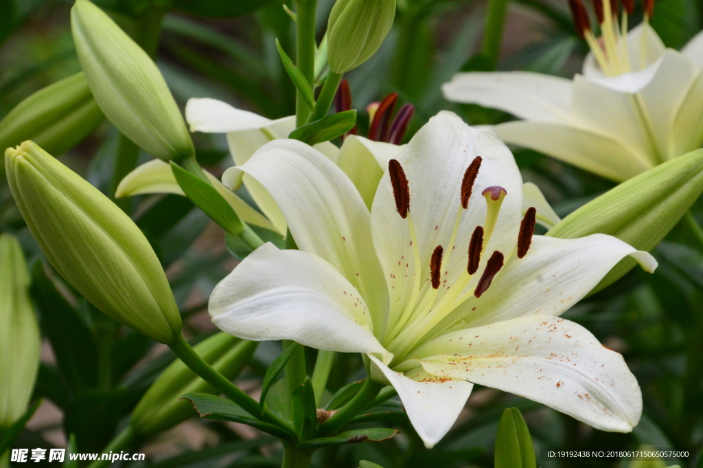 百合花