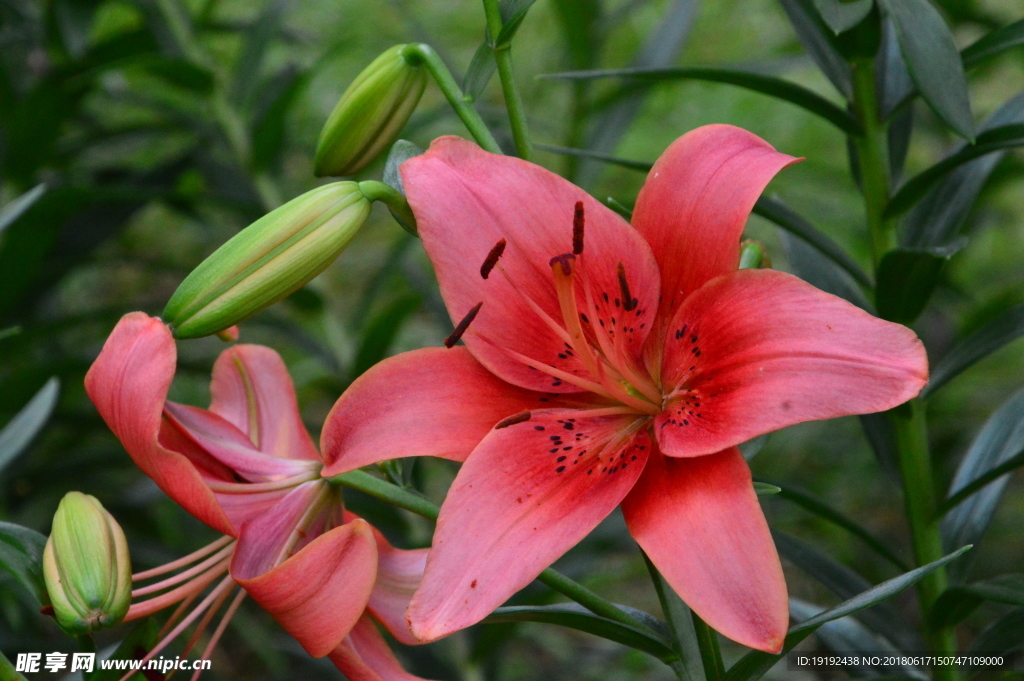 百合花