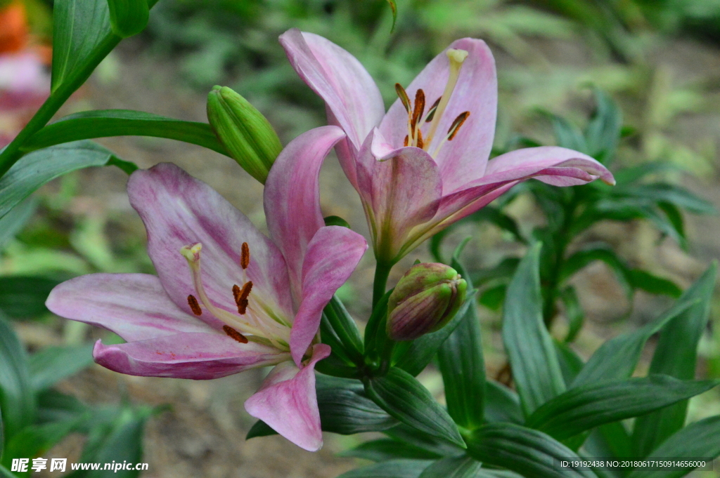 百合花
