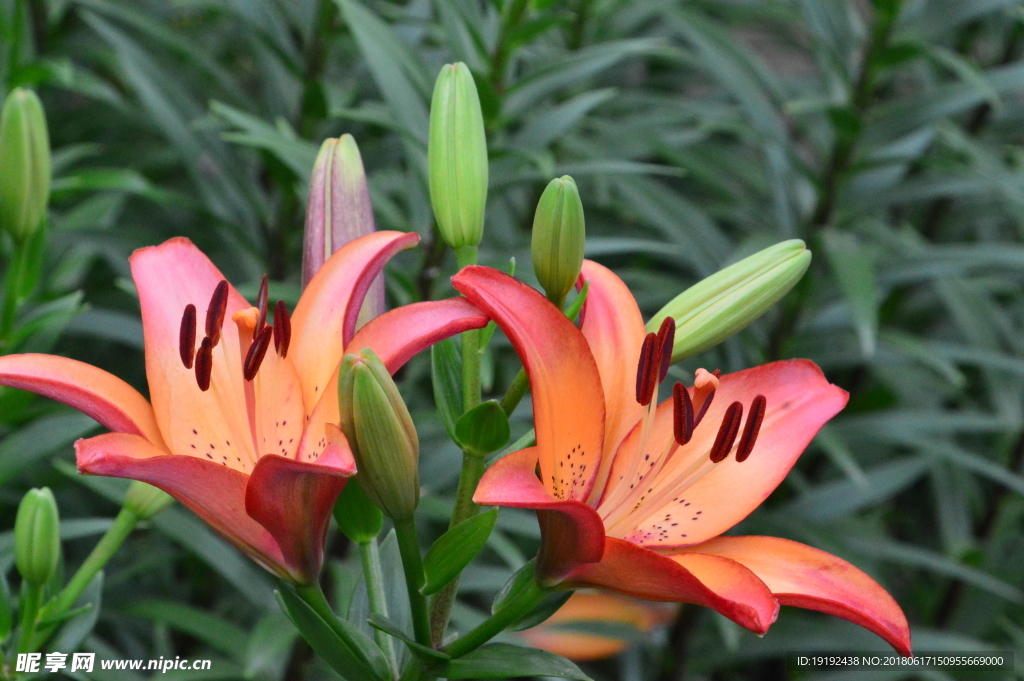 百合花