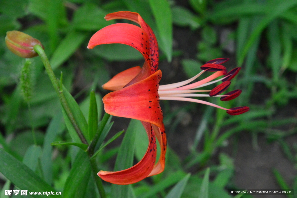 百合花
