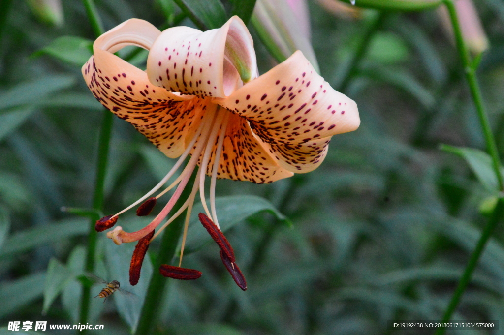 百合花