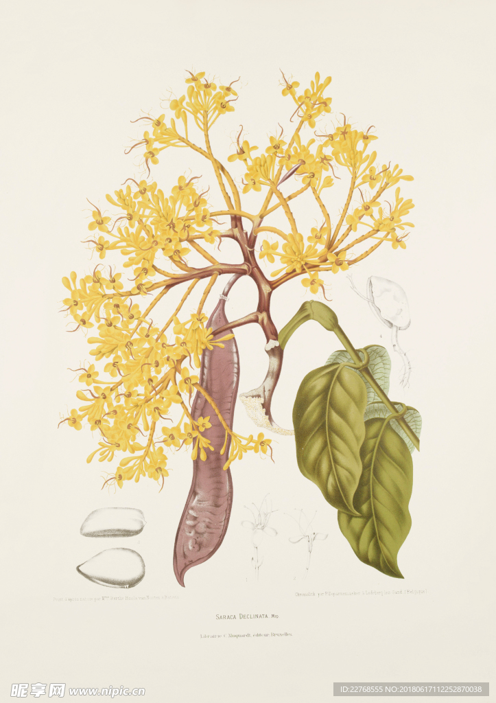 花卉绘画