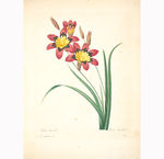 花卉绘画