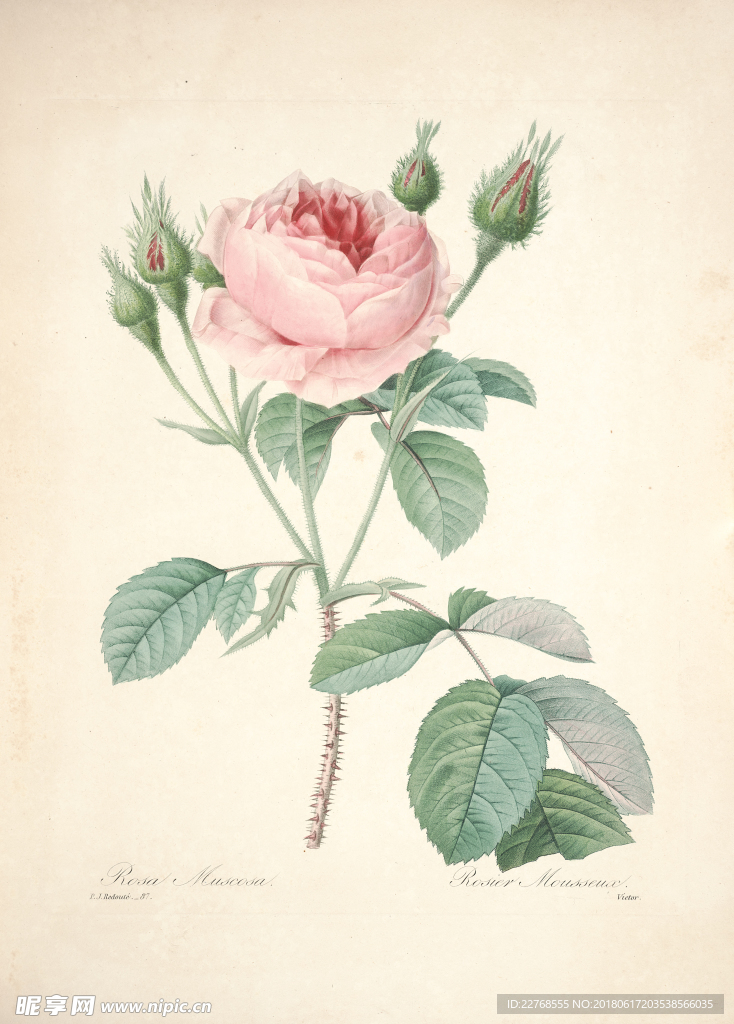 花卉绘画