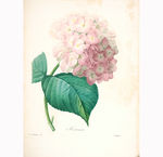 花卉绘画