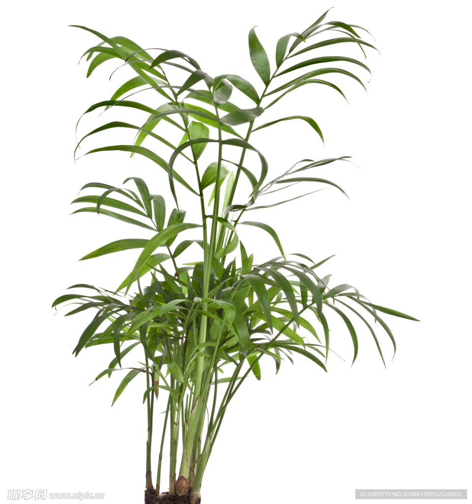 绿叶植物