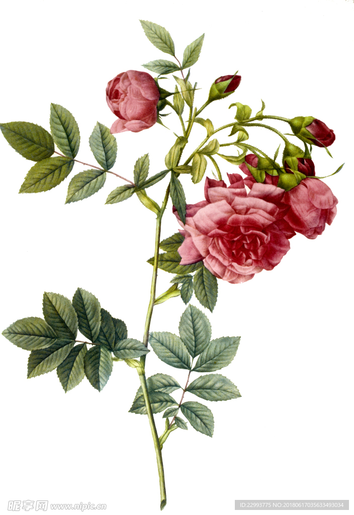 水彩 手绘 花卉 红花 玫瑰