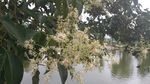 女贞子花