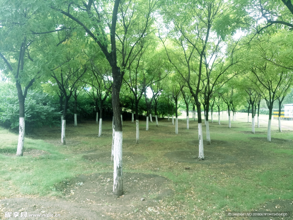 夏季绿色公园