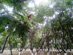 夏季绿色公园树木