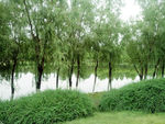 夏季绿色公园