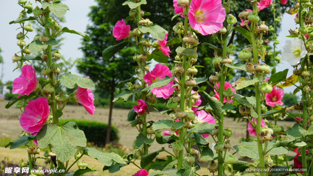 红色瓜叶菊