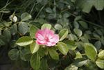 月季花