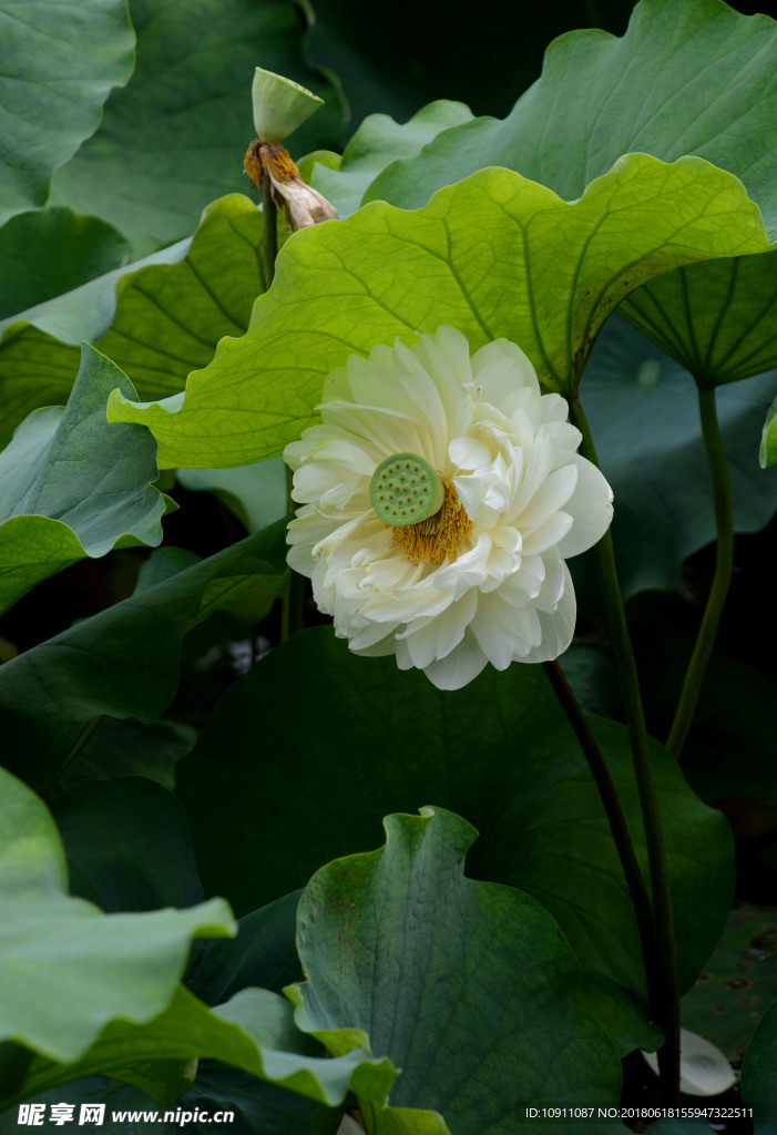 荷花 白莲花