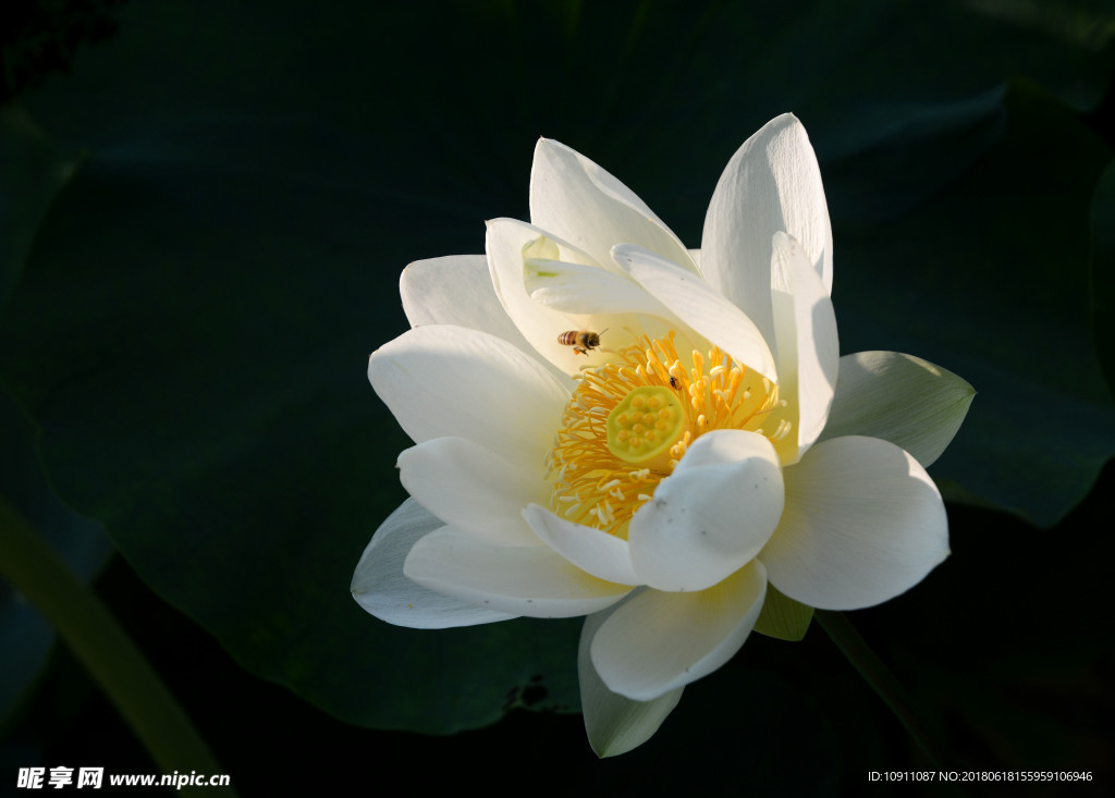 荷花 荷 莲