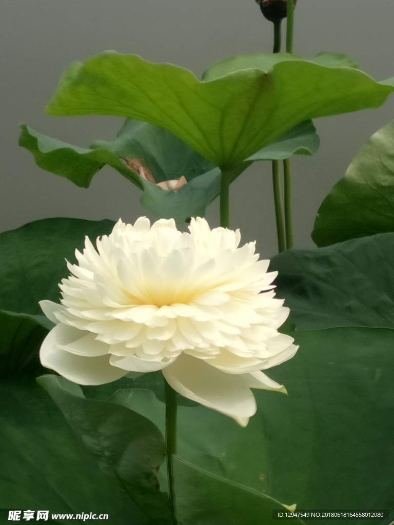 白色荷花摄影